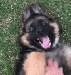 帅气和可爱随时转换,帅气德国牧羊犬视频