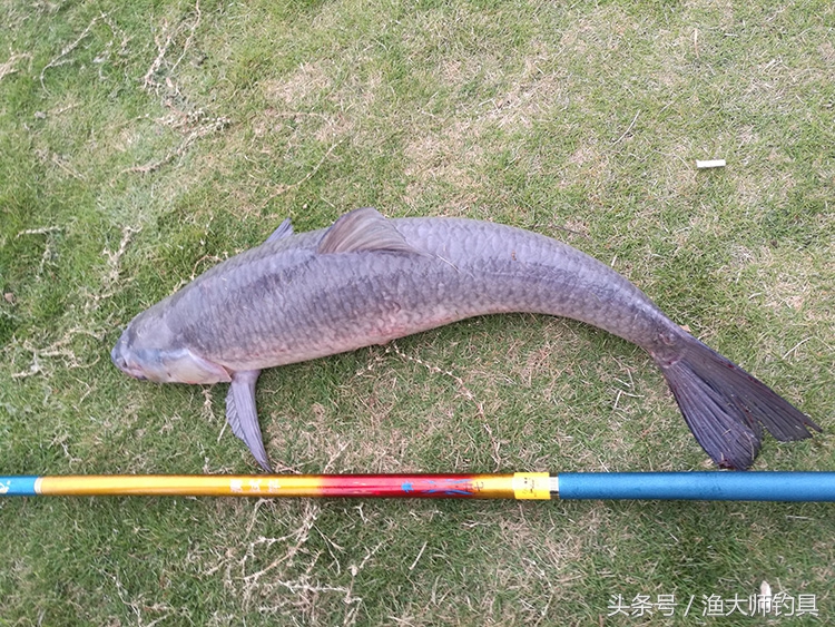 狼王钓青鱼,狼王鱼竿超轻超硬