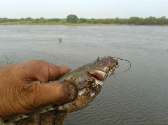 钓鲶鱼技术视频大全,钓野生鲶鱼绝招