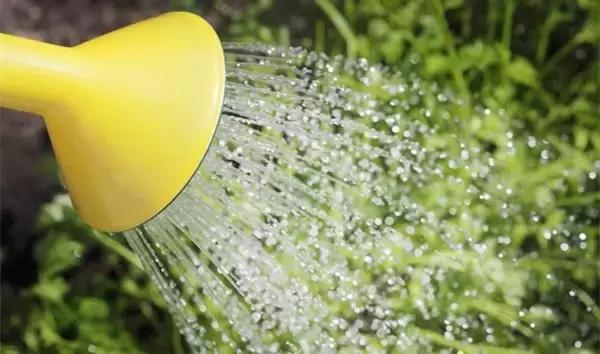 花卉栽不活怎么办,花卉枯萎怎么补救