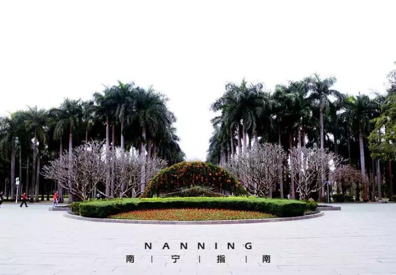 金花茶公园景点,走进金花茶公园