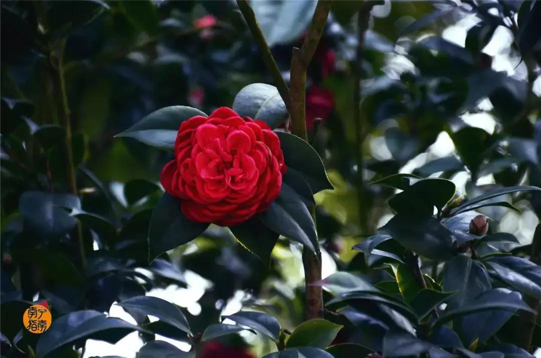 金花茶公园景点,走进金花茶公园