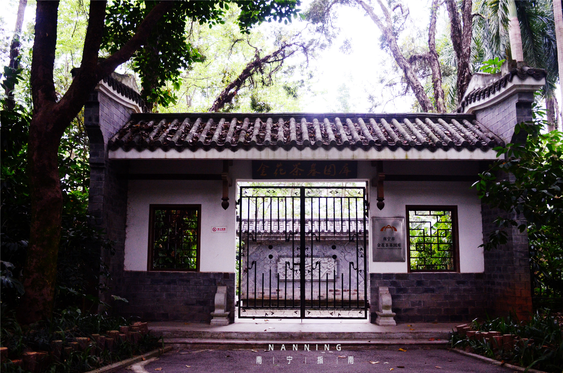 金花茶公园在什么地方,金花茶公园最新消息