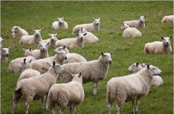 中国电商平台新模式有哪些,中国电商重构全球零售格局