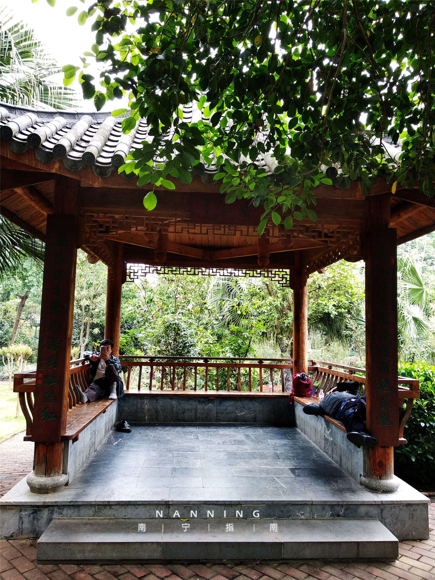 金花茶公园景点,走进金花茶公园