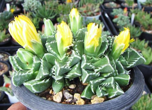 老花匠养的仙人掌,老花匠教你养花