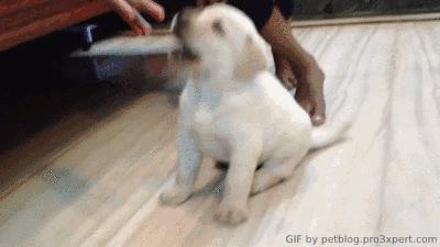 十个拉布拉多,拉布拉多一窝下14个人