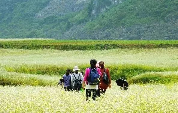 广西最美花海在哪里,广西小众美丽村庄
