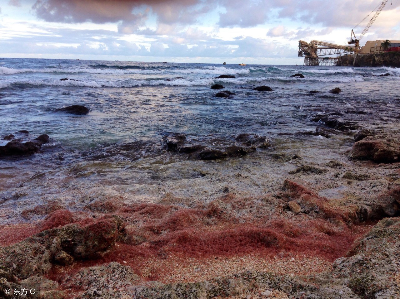 日本屠杀海豚湾动物事件,日本海豚湾屠杀海豚