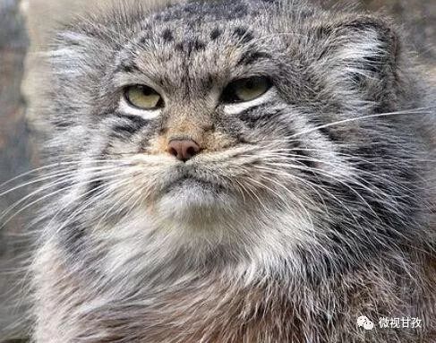 四川省新龙县有哪些猫科动物,新龙县猫