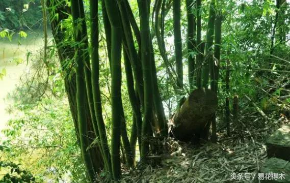 水棕竹,水棕竹如何繁殖