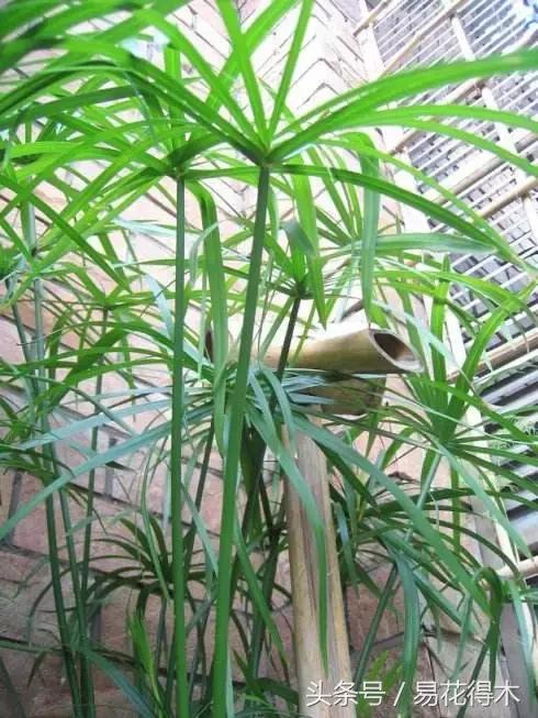 水棕竹,水棕竹如何繁殖