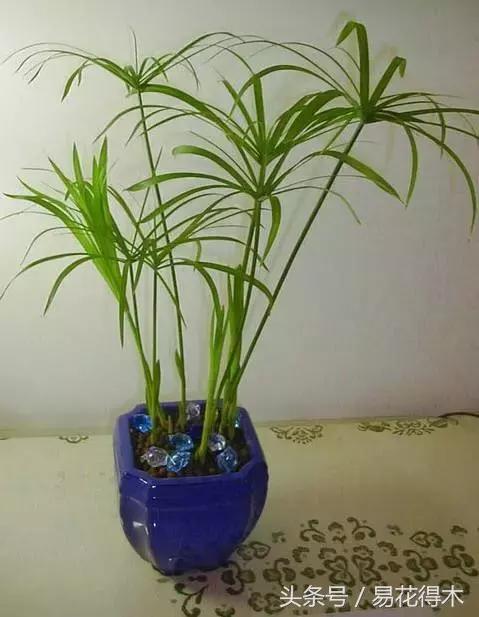 水棕竹,水棕竹如何繁殖