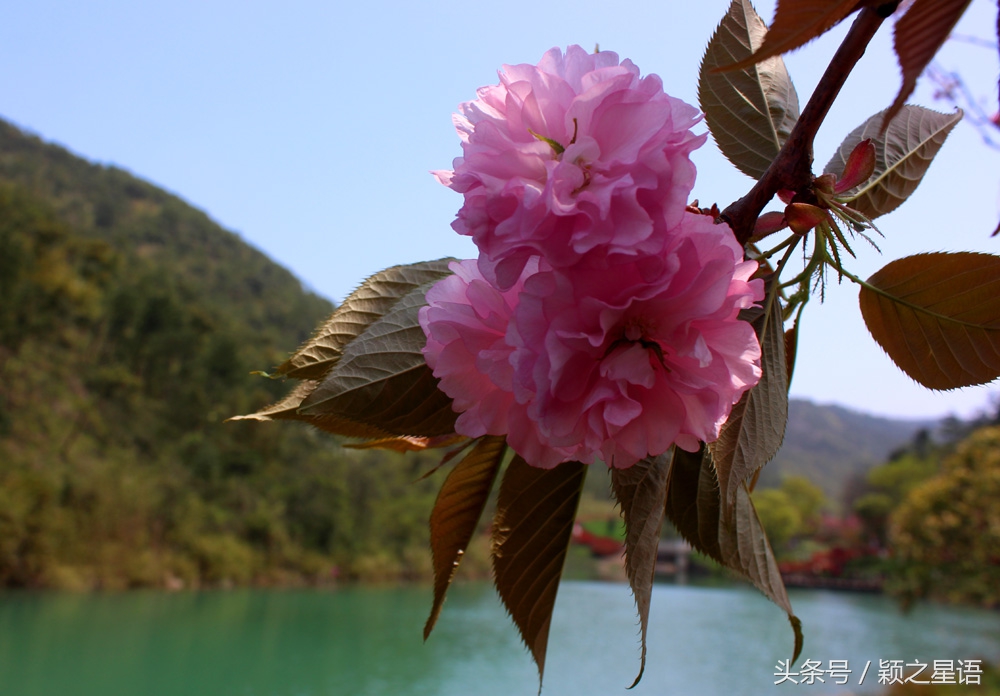 宁波植物园樱花最佳拍摄,花花世界桃博园