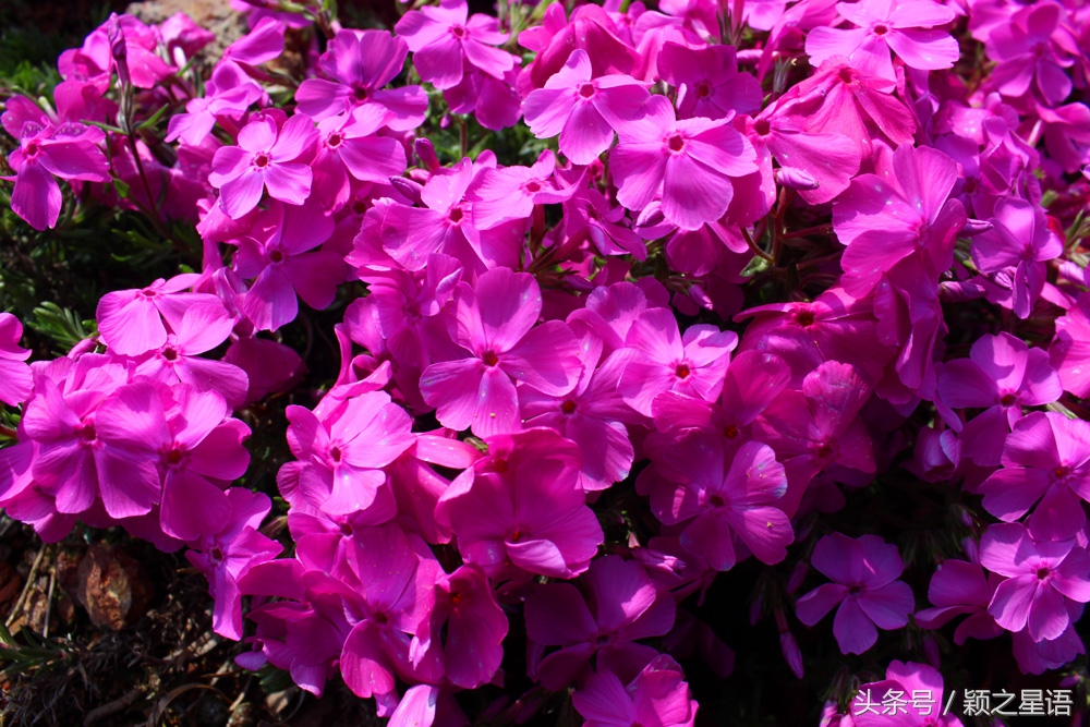 宁波植物园樱花最佳拍摄,花花世界桃博园