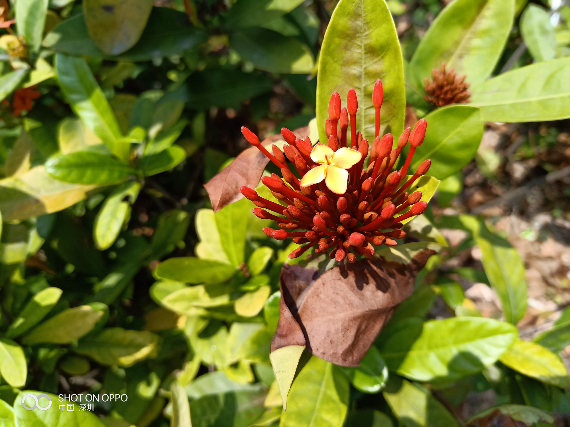 OPPOR15表现到底怎么样？看完你就知道了