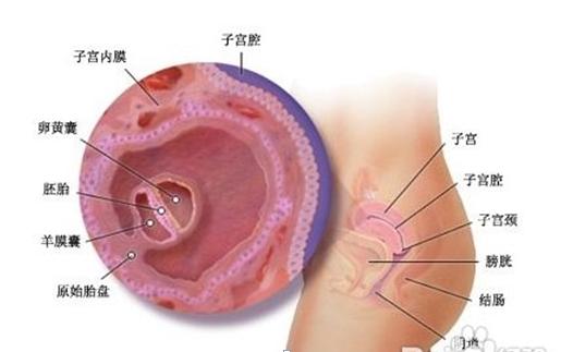 宝宝周岁九张图,胎儿发育过程图三个月胎儿