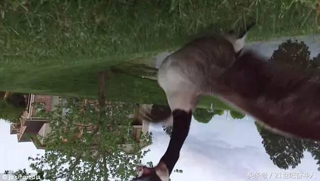 什么鹅的战斗力最强,鹅的战斗力是什么梗