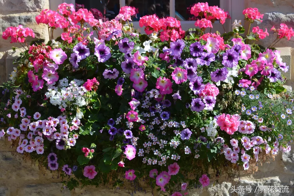 窗台上种上这几种盆栽花卉，四季都灿烂多彩