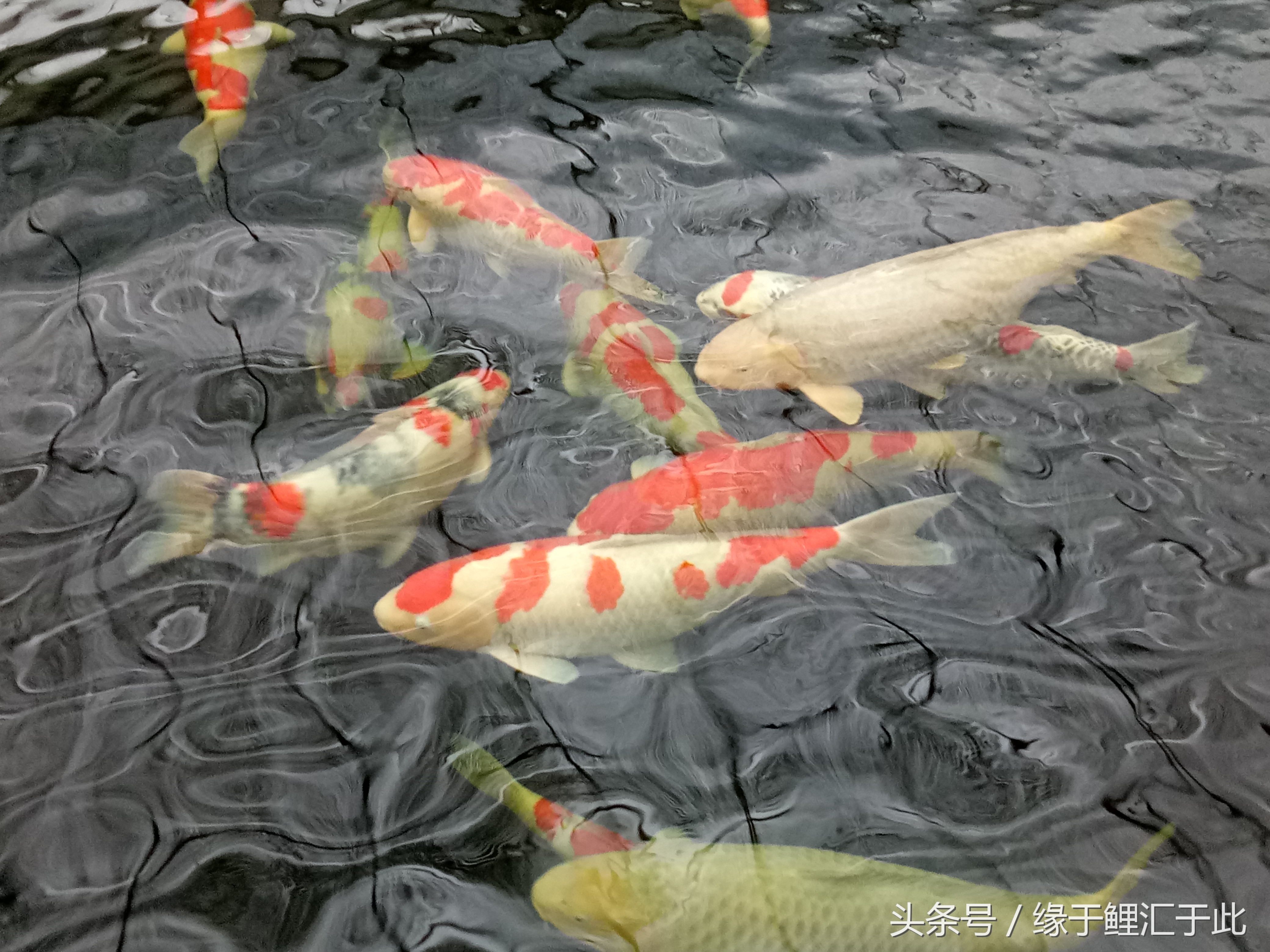 锦鲤吃青苔么,锦鲤吃绿藻吗