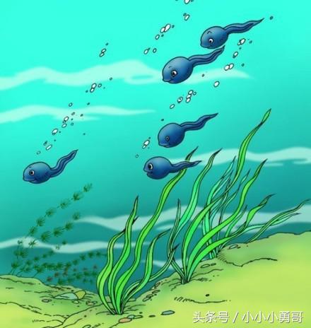 裂头蚴吃小蝌蚪,因蝌蚪而感染裂头蚴的比例大吗