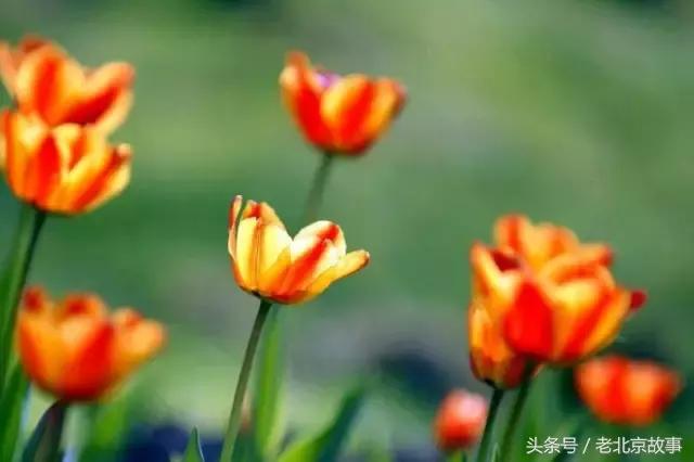 北京40个春游好去处!赏花、放风筝、爬山、烧烤……想怎么嗨都行!