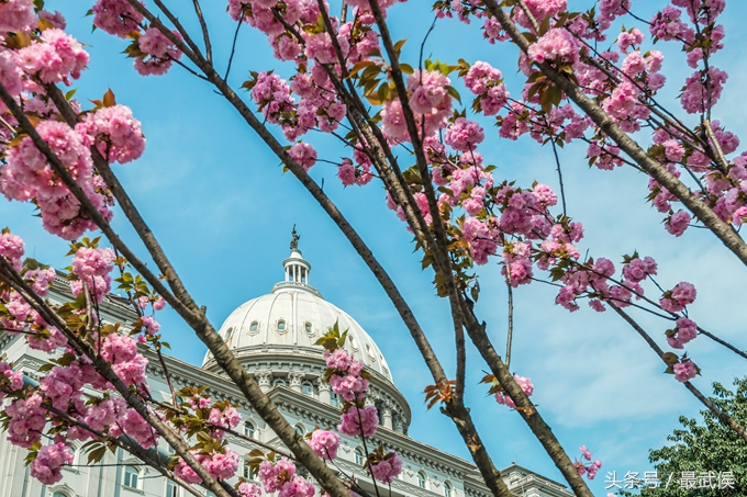 成都看日本樱花,日本哪个区看樱花最好