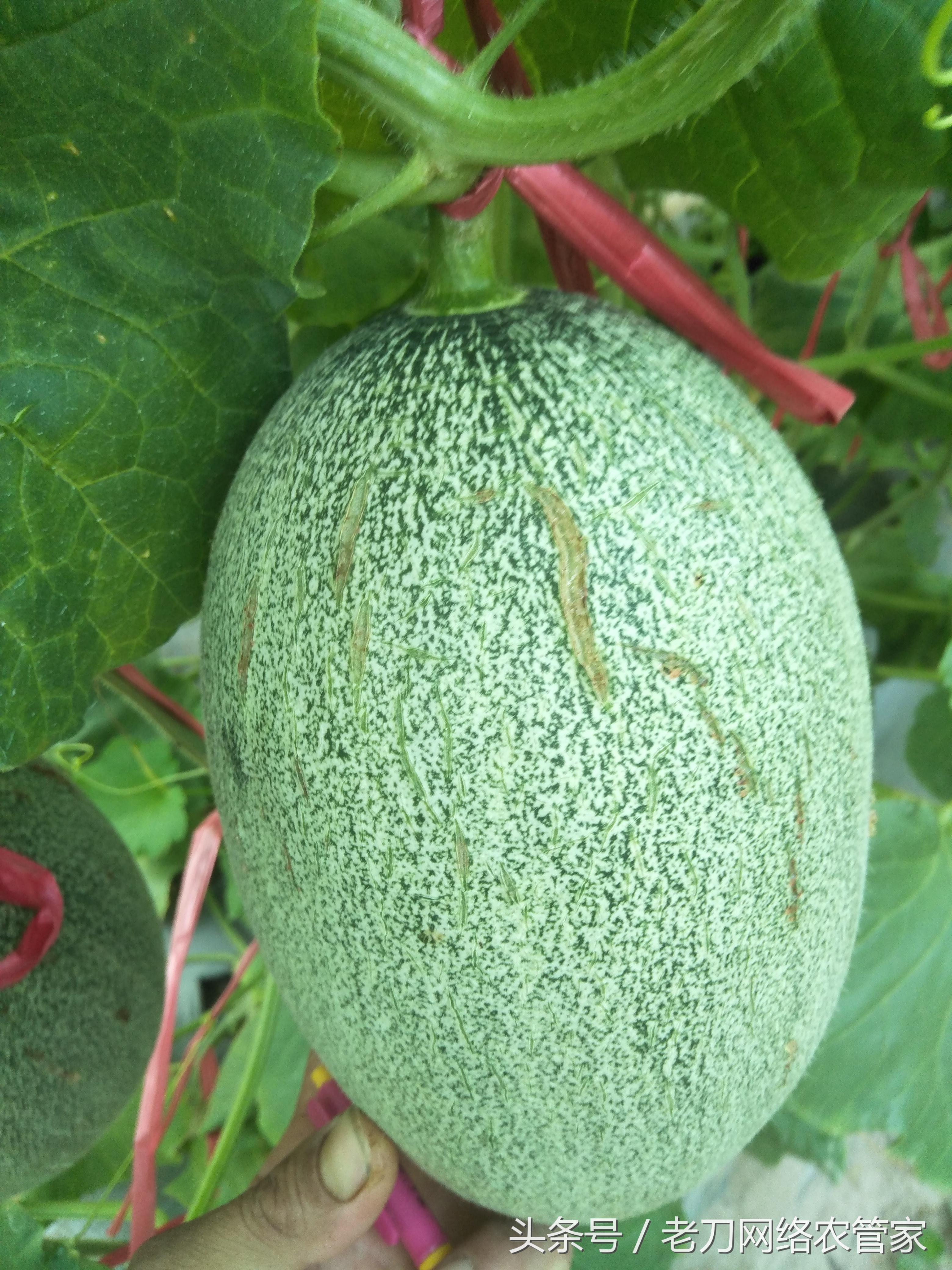 硝酸钾葡萄膨果期用量,磷酸二氢钾对哈密瓜裂瓜的作用