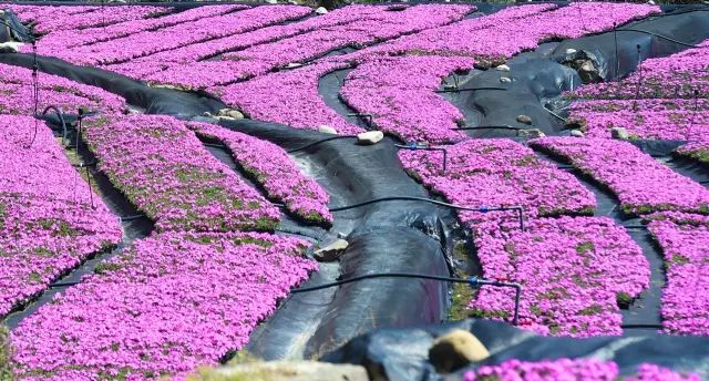 诗意到极致的江南小镇,最有韵味江南小城