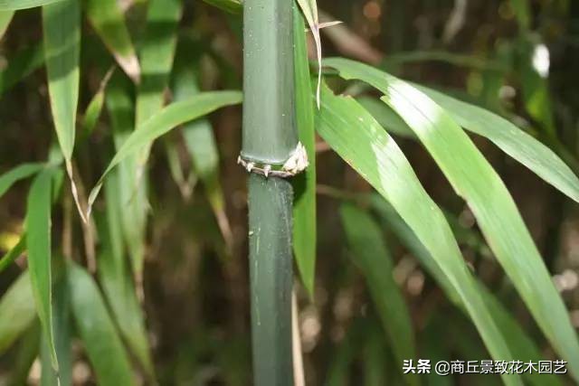 竹子大全,各种竹子大全