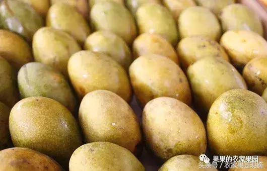 芒果品种千千万，最好吃的是哪个品种？你知道吗？