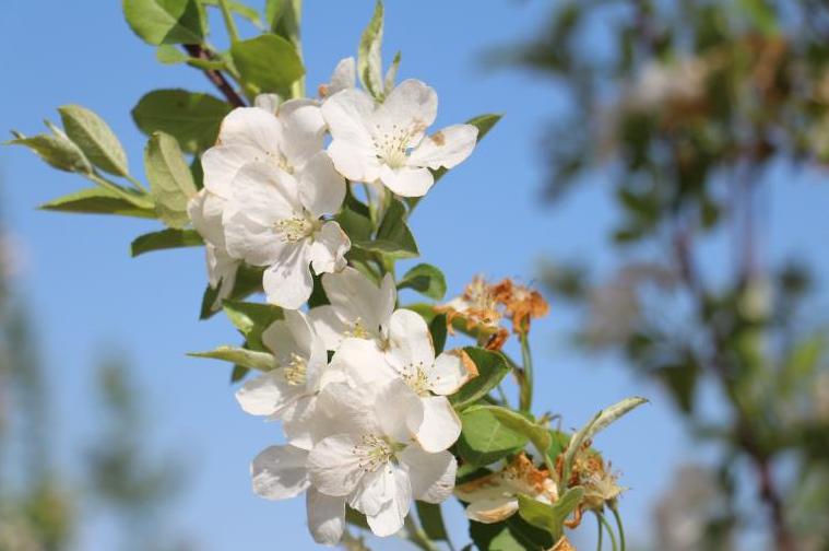 震撼千亩海棠绽芬芳,千亩海棠竞相开放