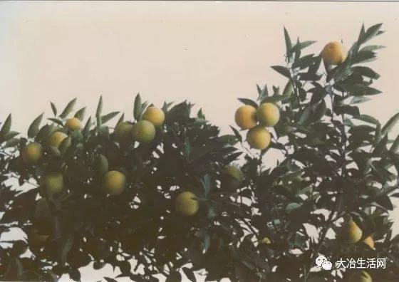 湖北大冶正宗的十大特产,大冶特色特产