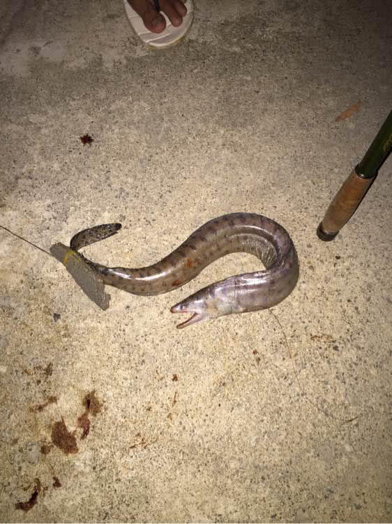 港口路亚石斑,港口巨型石斑