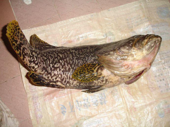 港口路亚石斑,港口巨型石斑