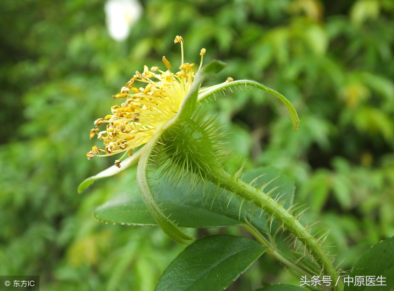 一个月遗精三四次正常吗？看男科专家怎么说