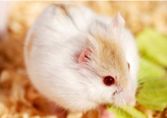 怎么判断仓鼠是伪冬眠还是死掉,仓鼠刚来怎么防止仓鼠冻死