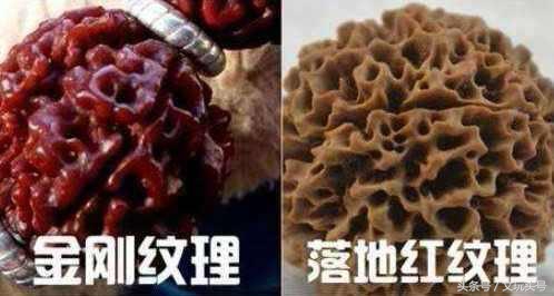 金刚和落地红最简单的辨认方法,落地红和金刚的区别图片欣赏