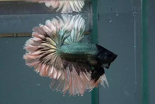 有哪些斗鱼天性好斗,斗鱼自恋狂