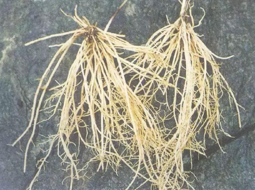 农村哪种野草是草药,农村这种常见野草清热解毒非常好