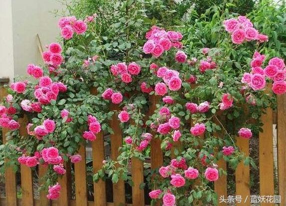 不认识这些月季病，怎能养好月季花？