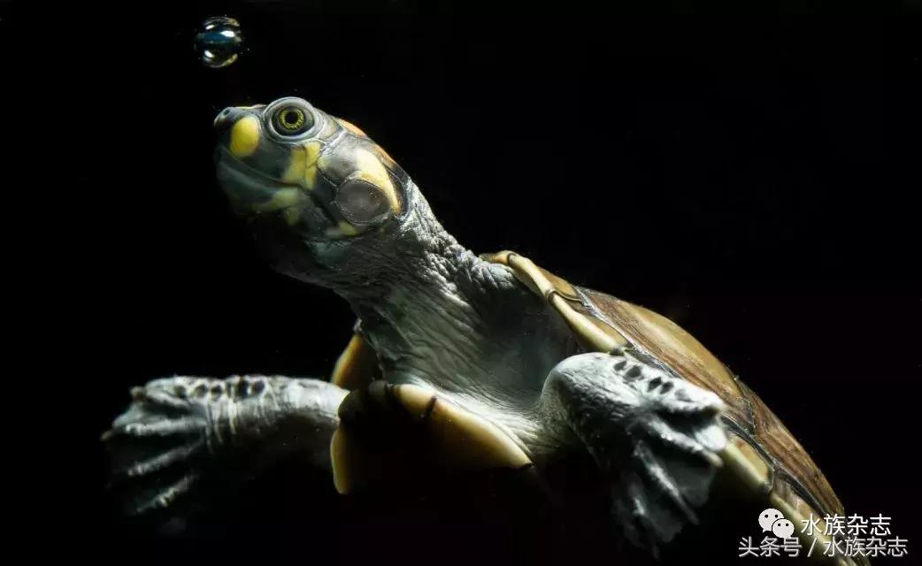 鱼缸里的龟,鱼缸里面的龟晒台