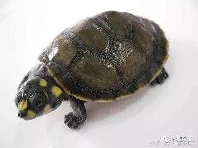 鱼缸里的龟,鱼缸里面的龟晒台