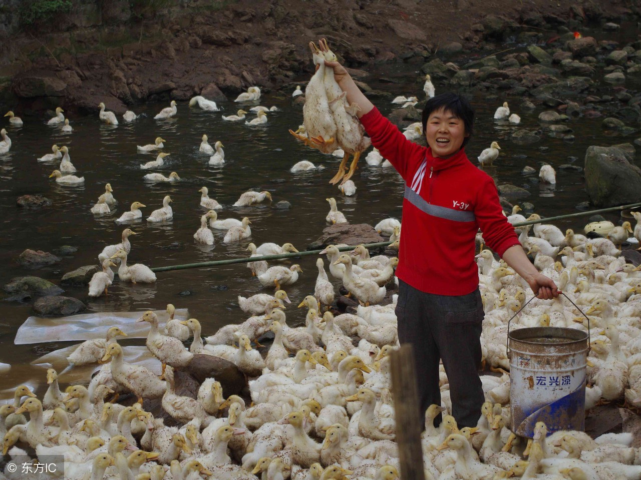 养鸭没办法经常管怎么办,养鸭如何才能赚钱