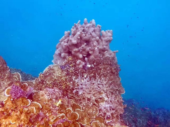 帕劳旅行的日记,帕劳的旅行日记