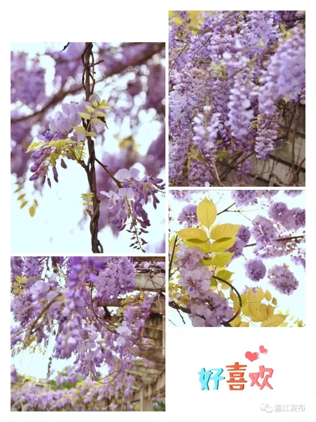 四月的温江步步是惊喜，世界级赛马比赛正在这里隆重举行