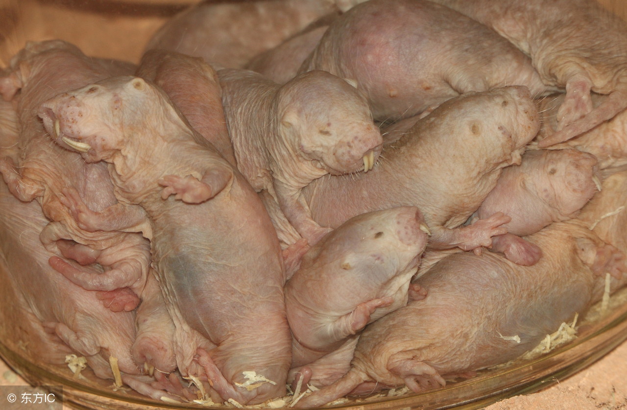 自愈能力最强的哺乳动物,唯一不会得癌症的哺乳动物