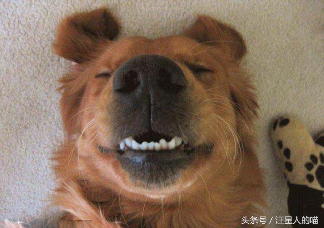 狗狗龇牙咧嘴咬人行为纠正方法,如何纠正狗狗龇牙咧嘴