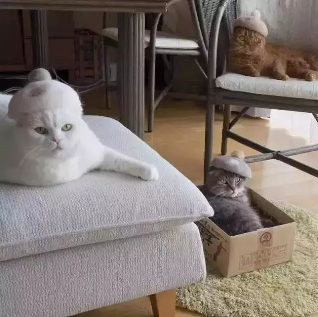 猫头秃了一块毛是怎么回事,为什么猫一直掉毛还不秃