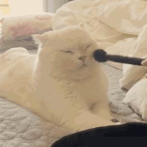 养猫铲屎官注意事项,铲屎官爱猫的三种境界